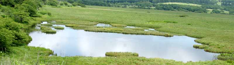 霧が峰の八島湿原は高山植物の種類が多い