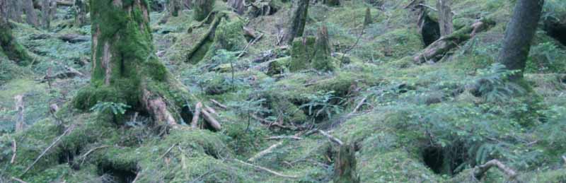 白駒池周辺の森は素晴らしい苔の森だ