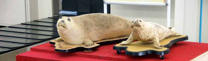 稚内空港ではゴマフアザラシがお出迎え