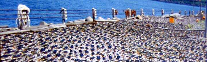 スライドで解説してもらった利尻昆布の乾燥場