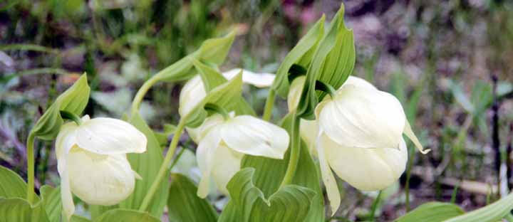 今日のメインはれぶんあつもりそう