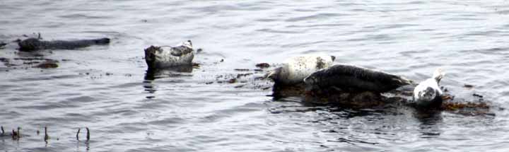 ごまふあざらしが大量に寝てました