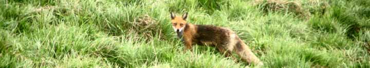 キタキツネの撮影に成功せり