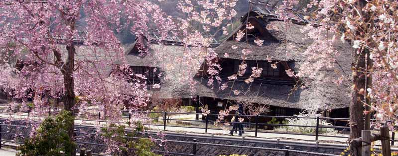 いやしの里 の桜並木