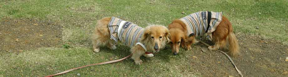 伊豆高原で愛犬と遊ぶ