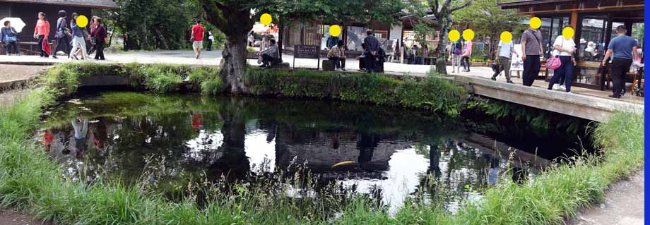 水の美しい忍野八海湧池