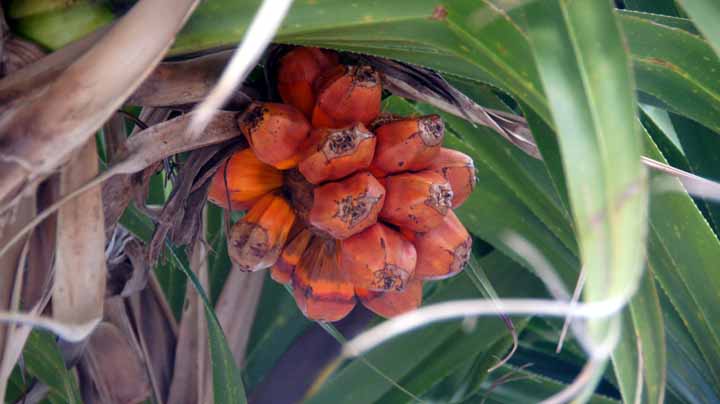 This picture is for quick loading of picture.