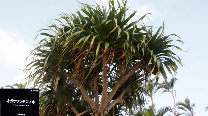 This picture is for quick loading of picture.