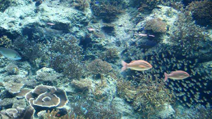 This picture is for quick loading of picture.