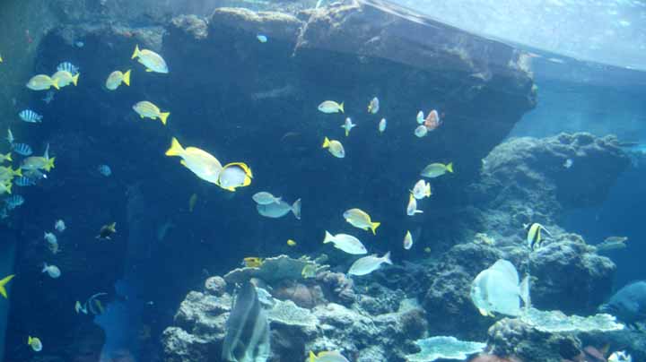 This picture is for quick loading of picture.