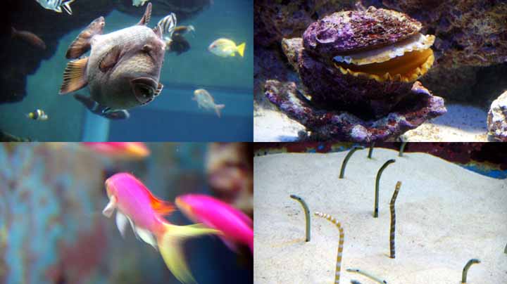 This picture is for quick loading of picture.