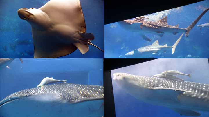 This picture is for quick loading of picture.