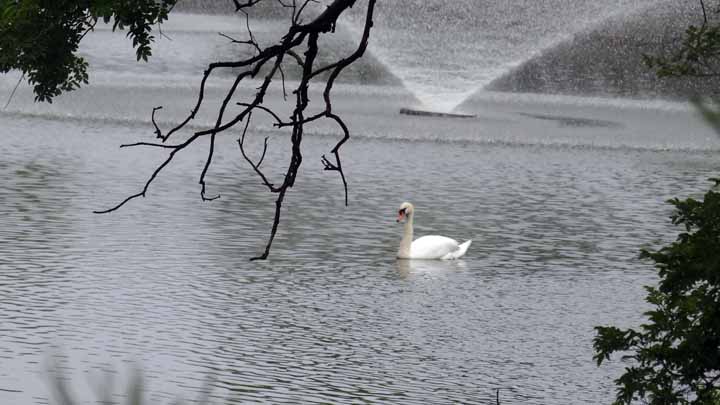 This picture is for quick loading of picture.