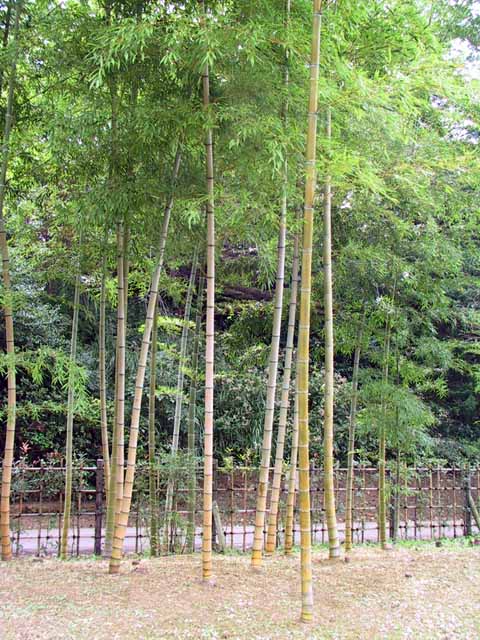 This picture is for quick loading of picture.