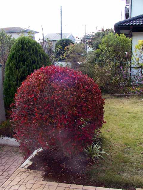 IMG_2447.jpg
 ORG[480 x 640] NOW[ 441 x 588]
(�␳�O�{��84���{���␳������91���ŕ\����)