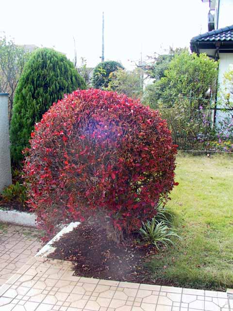 This picture is for quick loading of picture.