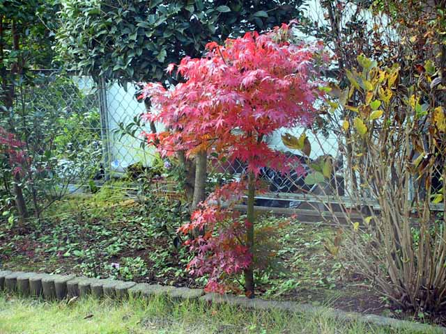 This picture is for quick loading of picture.