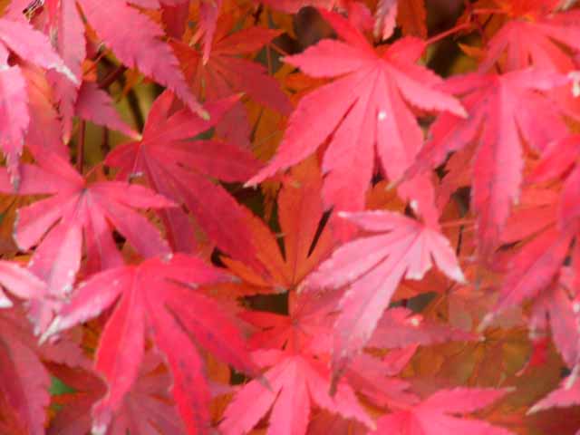 This picture is for quick loading of picture.