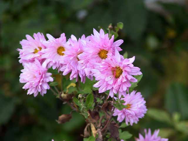 This picture is for quick loading of picture.