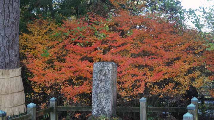 This picture is for quick loading of picture.