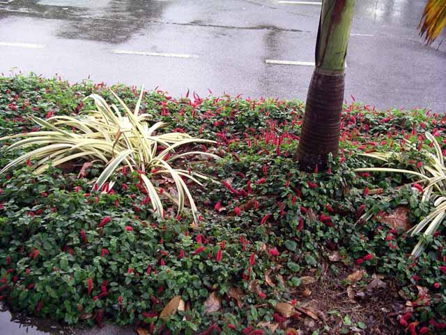 This picture is for quick loading of picture.