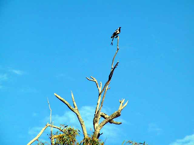 This picture is for quick loading of picture.