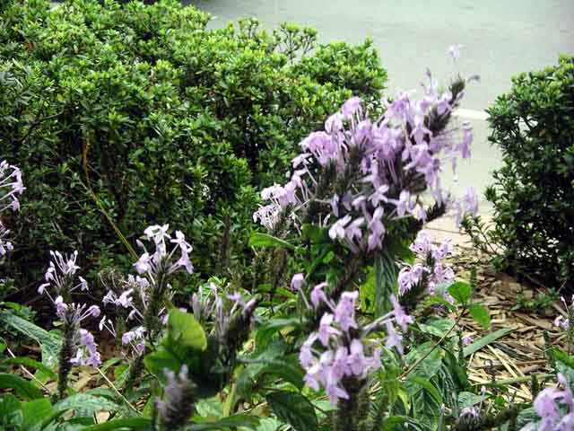 This picture is for quick loading of picture.