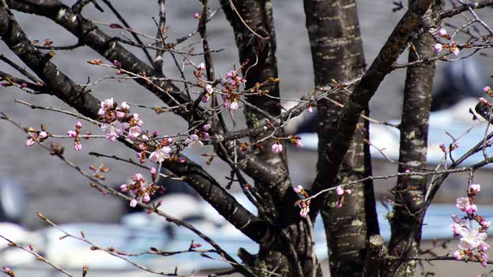 This picture is for quick loading of picture.