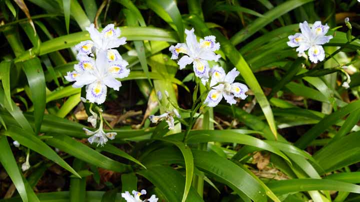 This picture is for quick loading of picture.