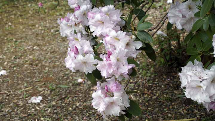 This picture is for quick loading of picture.