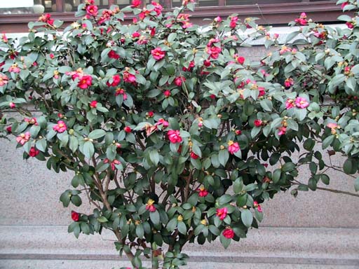 This picture is for quick loading of picture.