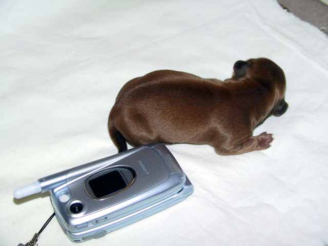 This picture is for quick loading of picture.