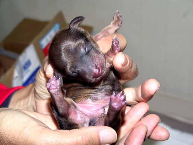 This picture is for quick loading of picture.