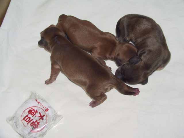 This picture is for quick loading of picture.