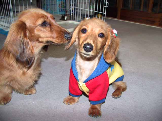 This picture is for quick loading of picture.