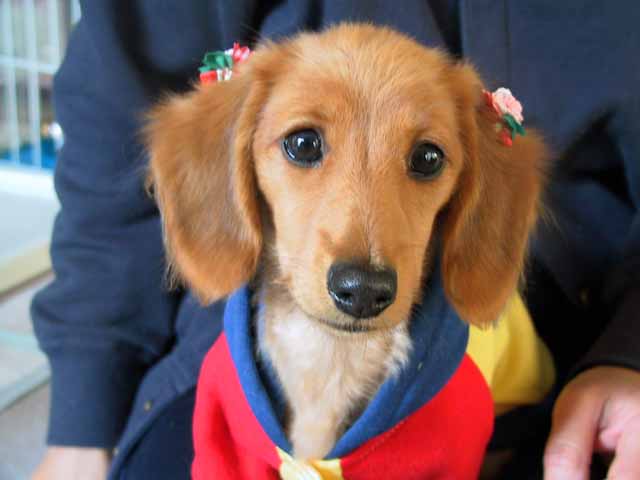 This picture is for quick loading of picture.