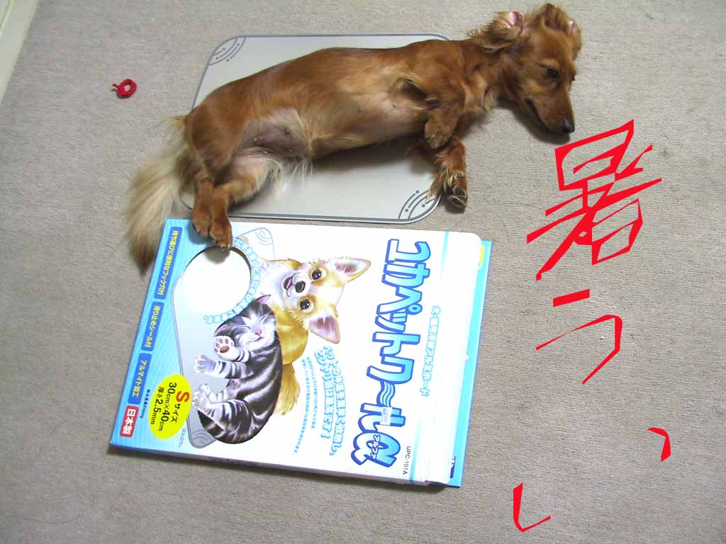 This picture is for quick loading of picture.