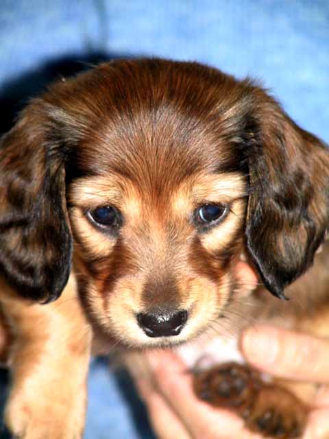 This picture is for quick loading of picture.