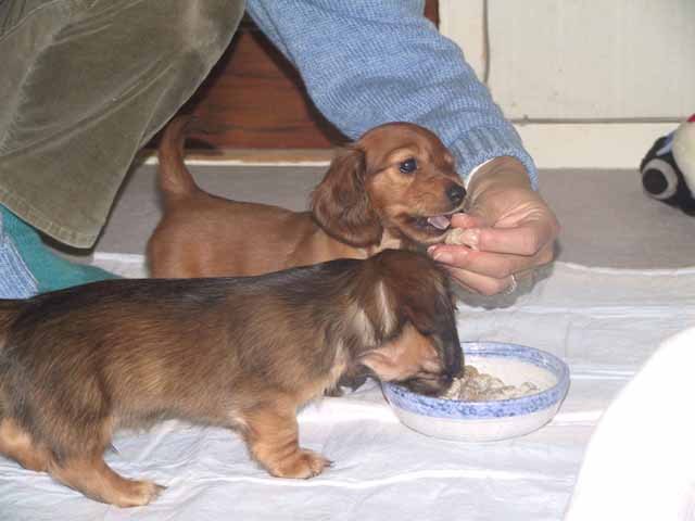 This picture is for quick loading of picture.