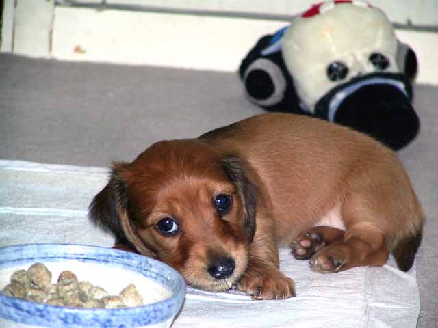 This picture is for quick loading of picture.