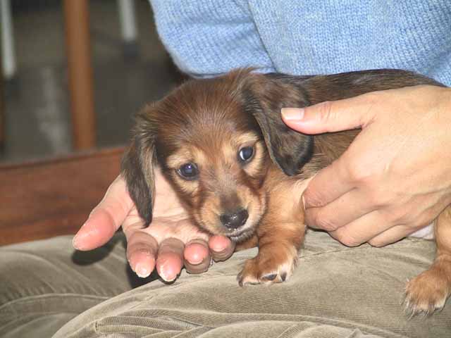 This picture is for quick loading of picture.