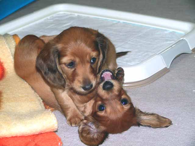 This picture is for quick loading of picture.