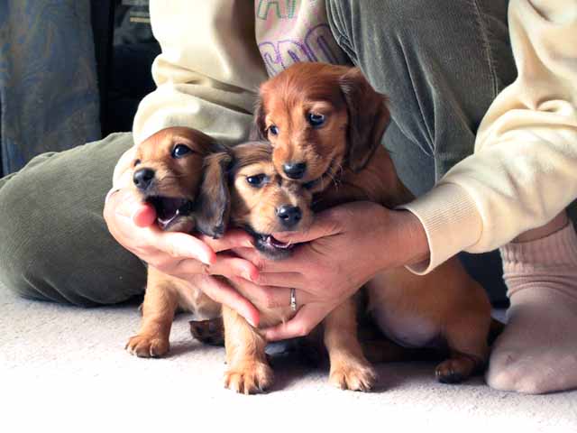 This picture is for quick loading of picture.