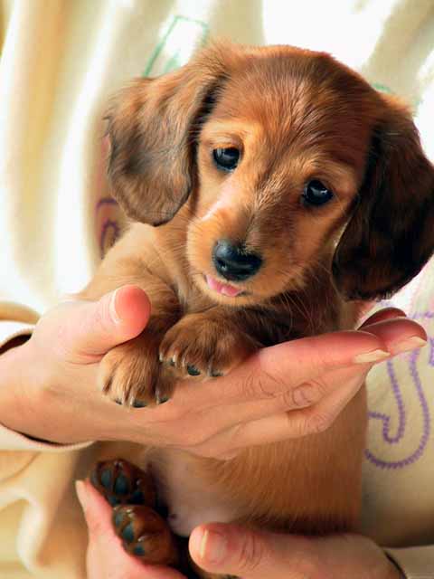 This picture is for quick loading of picture.