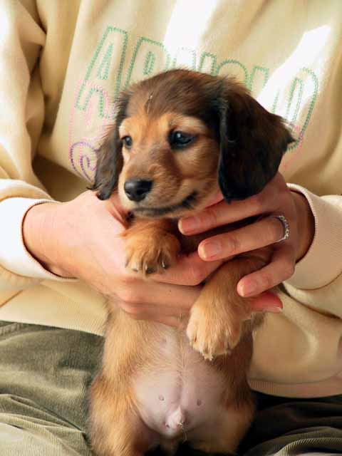 This picture is for quick loading of picture.