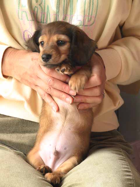 This picture is for quick loading of picture.