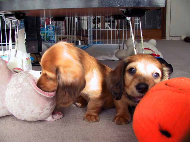 This picture is for quick loading of picture.