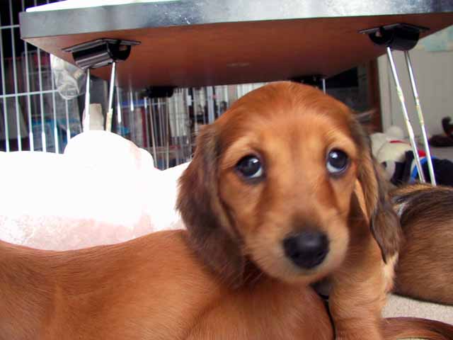 This picture is for quick loading of picture.