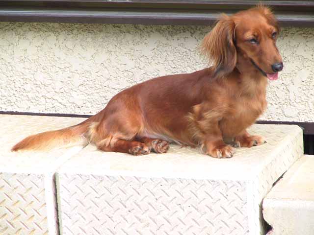 danins001.jpg
 ORG[640 x 480] NOW[ 640 x 480]
(�␳�O�{�����{���␳������100���ŕ\����)