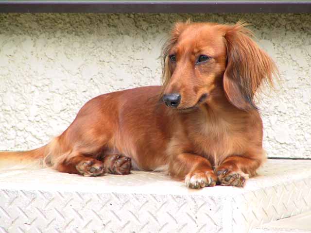 This picture is for quick loading of picture.